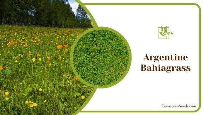 Argentine Bahia Grass Field