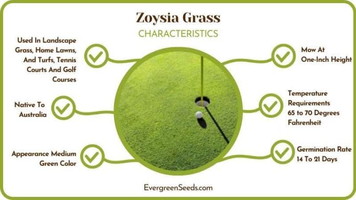 Australian Zoysia Medium Green Grass