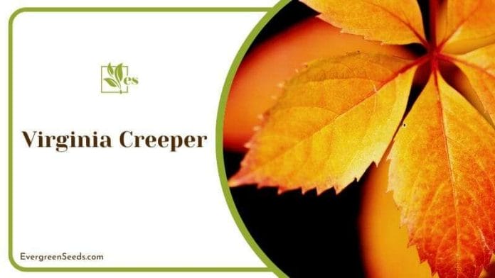 Autumn Virginia Creeper