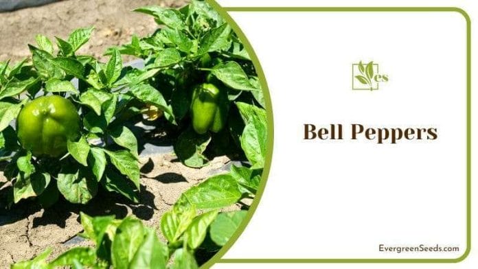 Bell Peppers Plants in a Garden