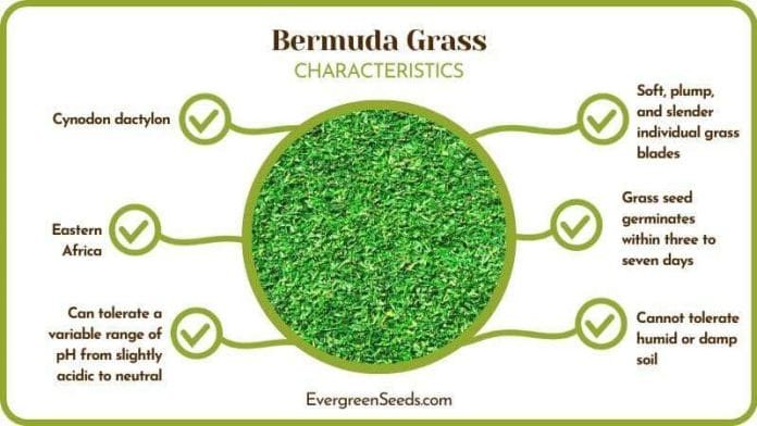 Bermuda Grass Details
