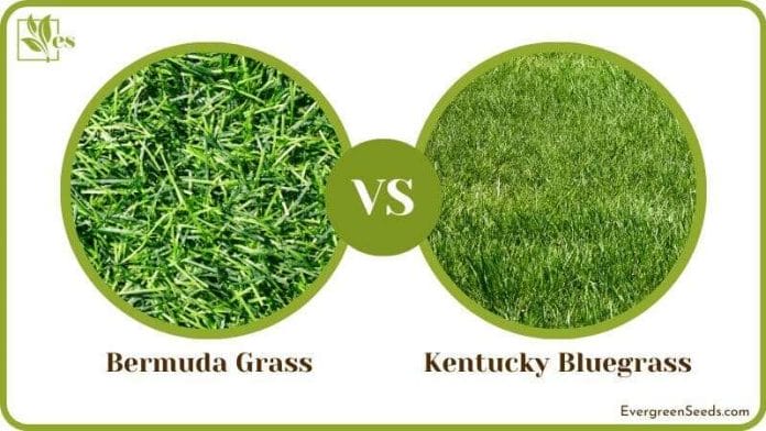 Bermuda vs Kentucky Bluegrass Comparison