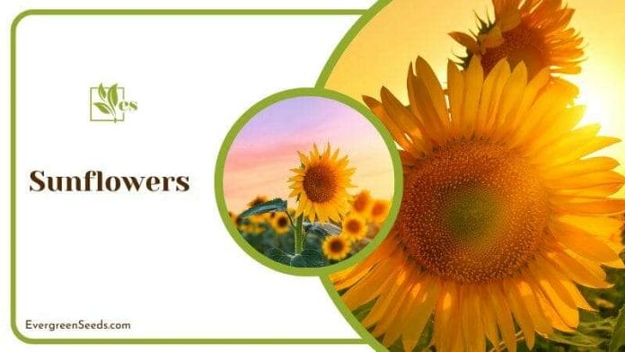 Blooming Sunflowers Before Sun