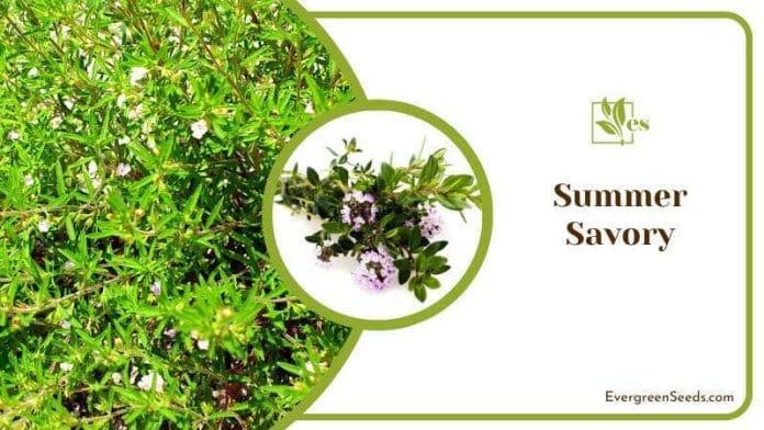 Brunches of Summer Savory with Purple Flower