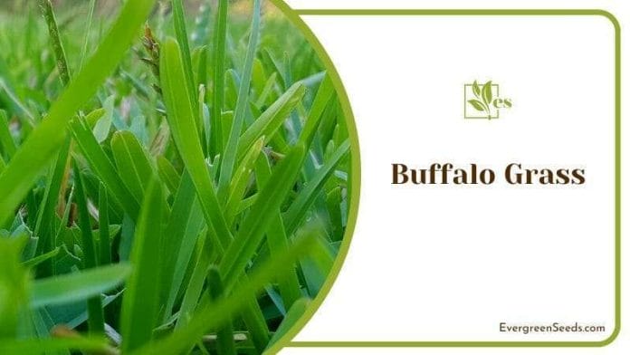 Buffalo Grass Growing Outside