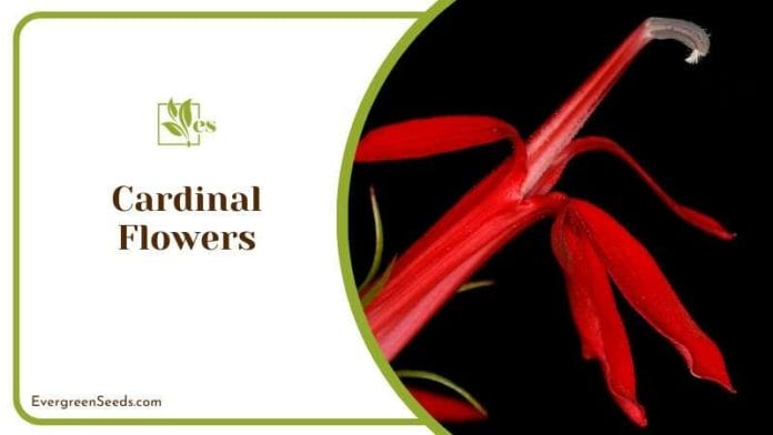 Cardinal Flower with Black Wall