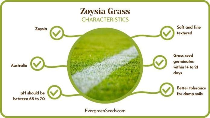 Characteristics of Zoysia Grass