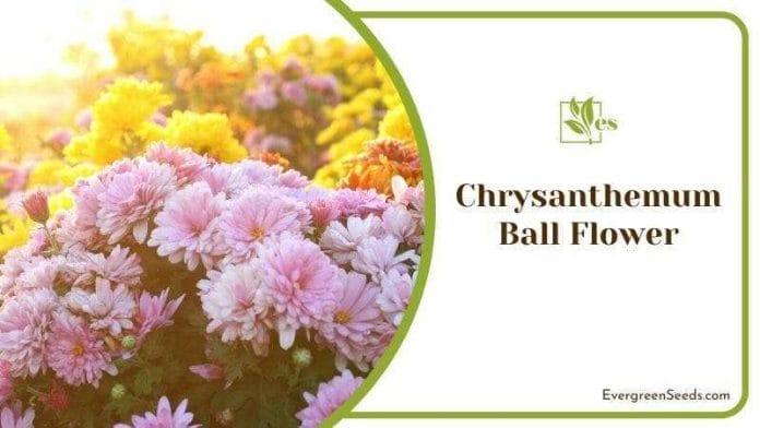 Chrysanthemum Ball Flower