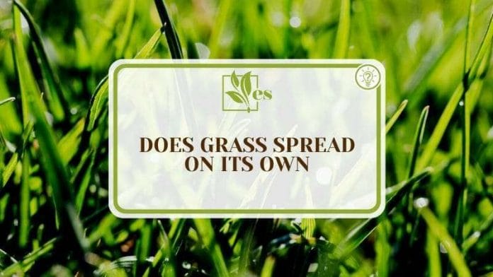 Cool Tips of Spreading Grass on Its Own
