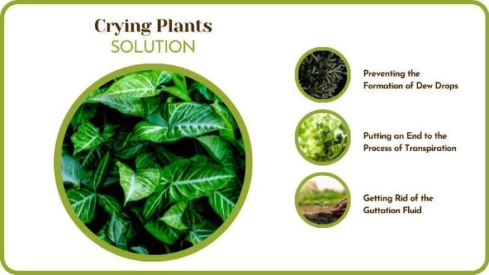 Crying Plants Solutions Prevention of Drops and Drainage Process
