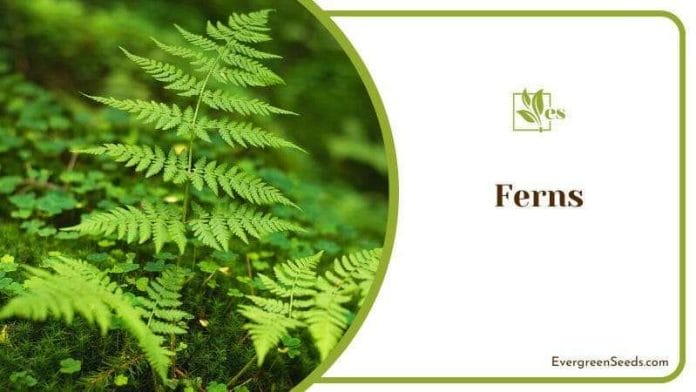 Ferns in the Summer Forest