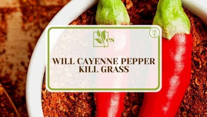 Guidelines to Use Cayenne Pepper for Grass