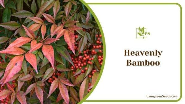 Heavenly Bamboo bush with berries