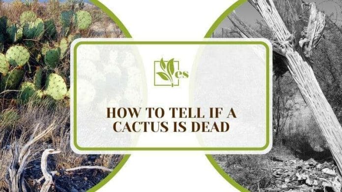 How To Tell if a Cactus Is Dead