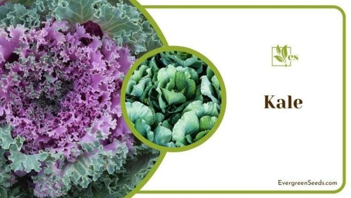 Kale has green or purple leaves