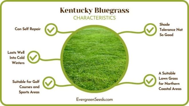 Kentucky Bluegrass Characteristics