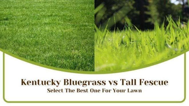 Kentucky Bluegrass and Tall Fescue Comparison