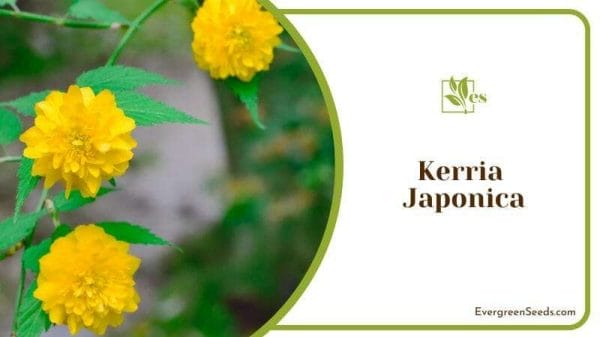 Kerria Japonica with yellow petals