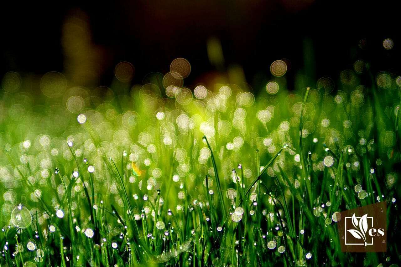 Cỏ (Grass): Xanh tươi, mềm mại và thơm ngát, cỏ là vật liệu không thể thiếu trong thiên nhiên và cả trong phong cảnh sống động của chúng ta. Hãy cùng chiêm ngưỡng những hình ảnh tuyệt đẹp về cỏ và cảm nhận sự tươi mới của thiên nhiên ngay trên từng khung hình.