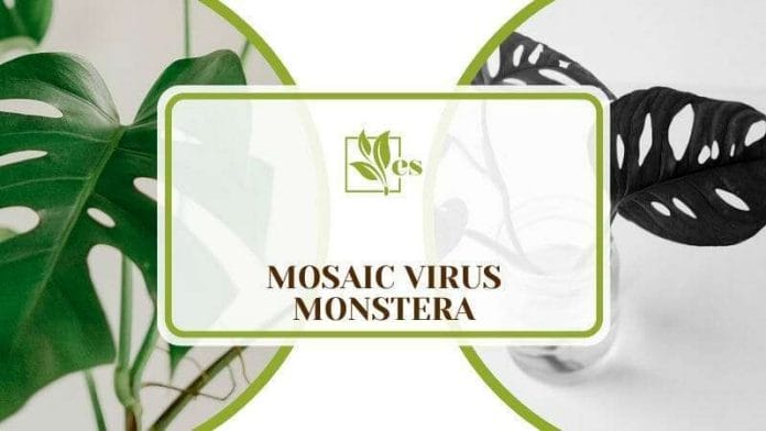 Mosaic Virus Monstera