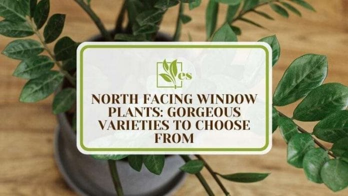 North Facing Window Plants 20 Gorgeous Varieties To Choose From