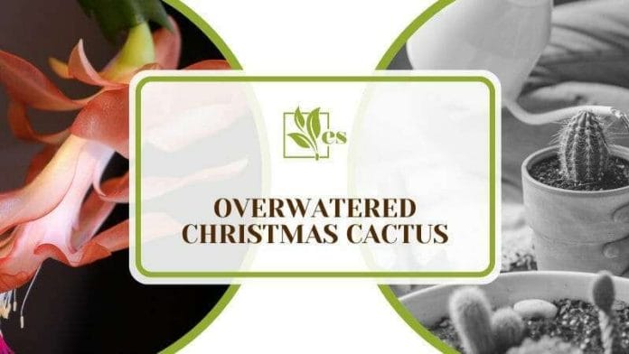 Overwatered Christmas Cactus