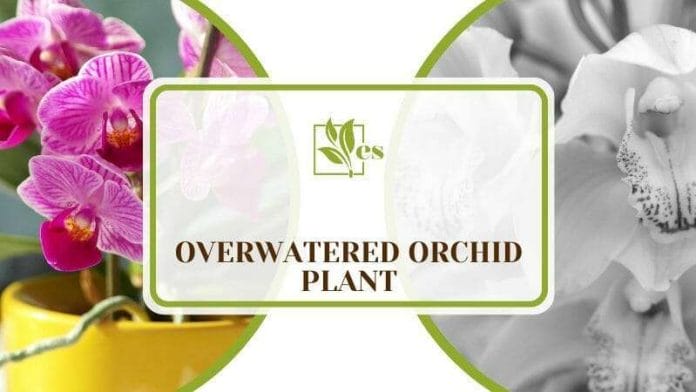 Overwatered Orchid Plant