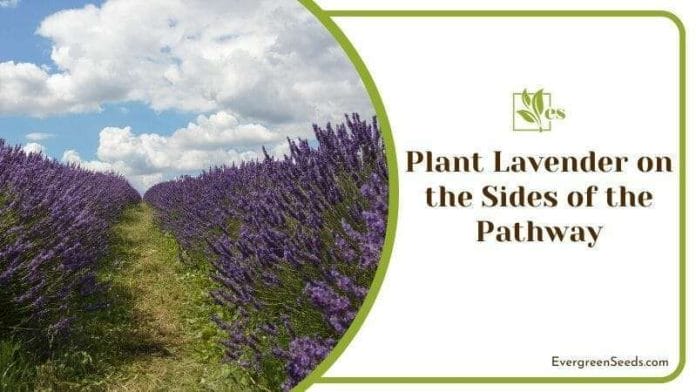 Plant Lavender on the Sides of the Pathway