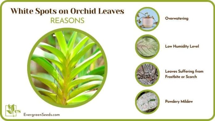 Reasons For White Spots on Orchid