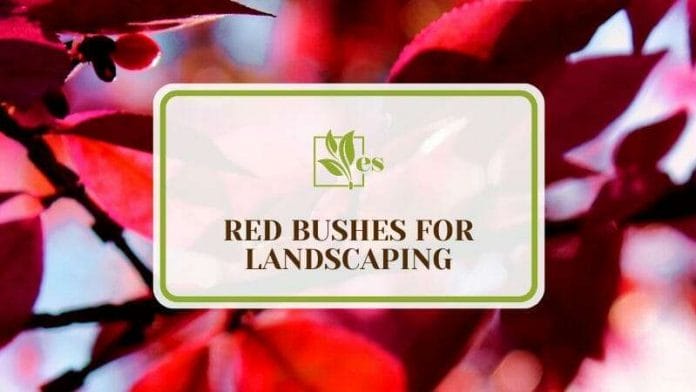Red Bushes for Landscaping