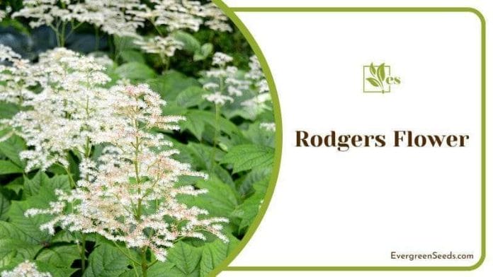 Rodgers Flower in a Garden