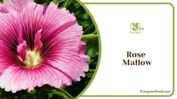 Rose Mallow with Big Buds
