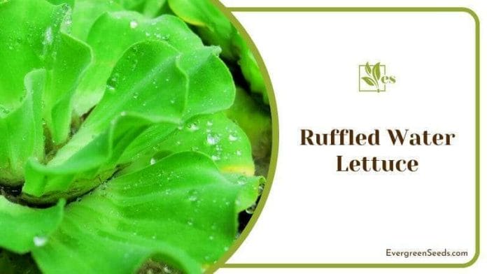 Ruffled Water Lettuce Floating on the Water