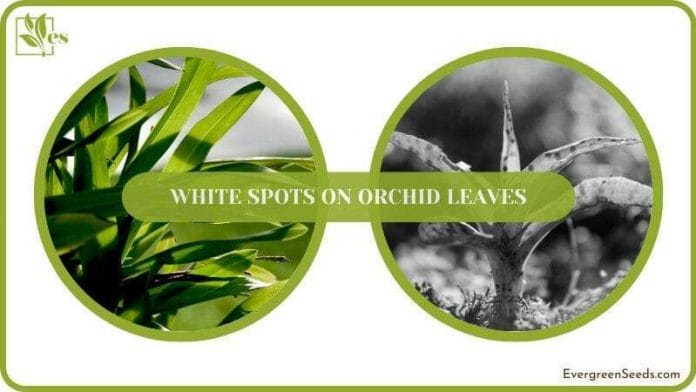 Save Orchid Leaves