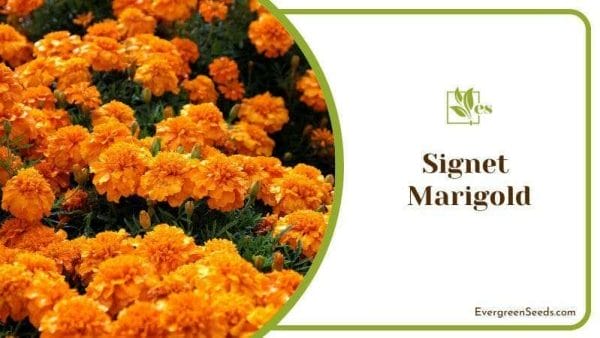 Signet Marigold Plant for Garden