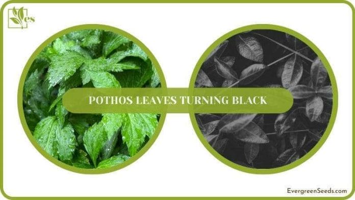 Solution for Black Leaves