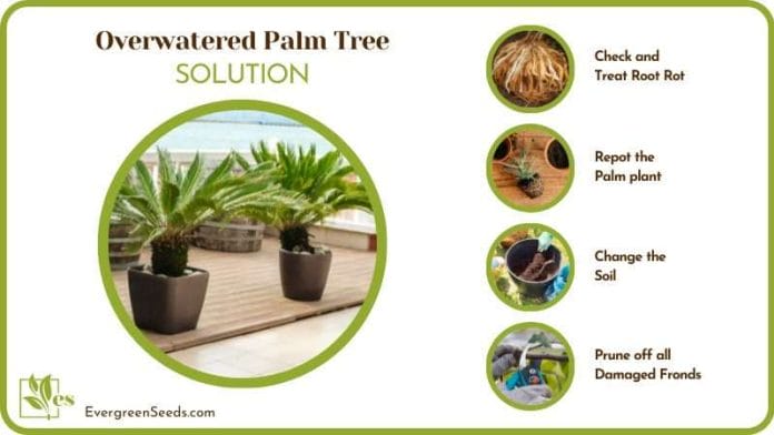 Solutions for Overwatered Palm Tree
