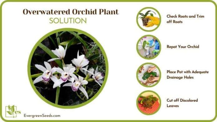 Solutions of Overwatered Orchid Plant