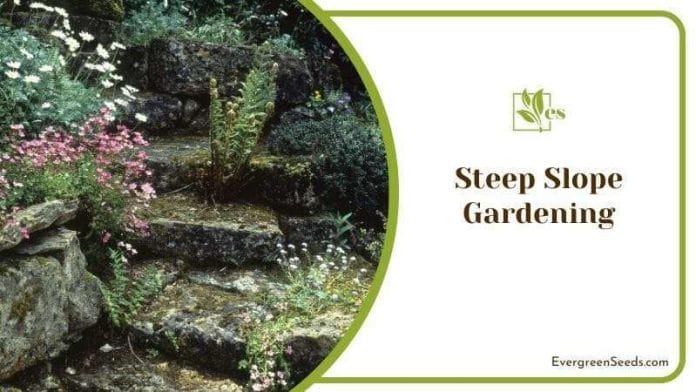 Steep Slope Gardening