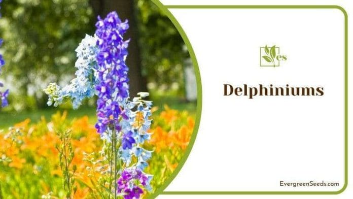 Tall Delphiniums Flowers