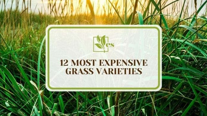 The Varieties of Most Expensive Grass