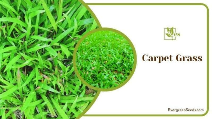 Tropical Carpet Grass
