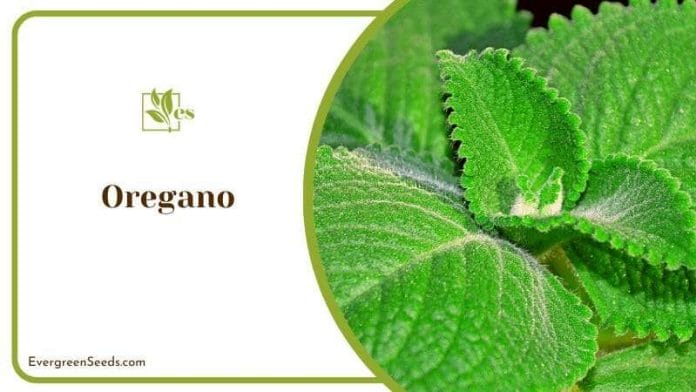 Wild Green Oregano Plant