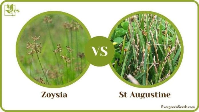 Zoysia vs St Augustine Comparison