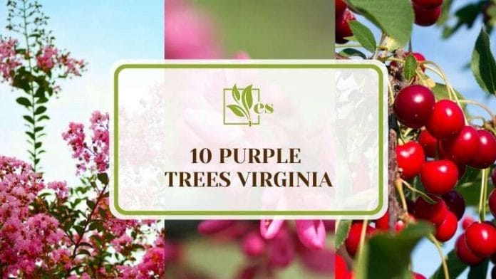 10 Purple Trees Virginia