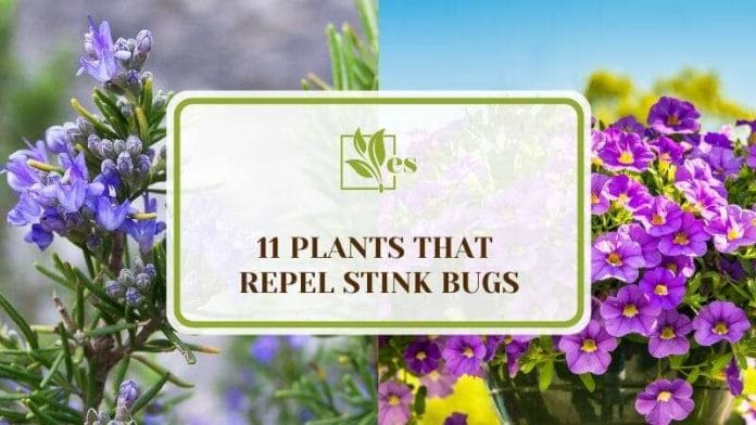 11 Plants that Repel Stink Bugs