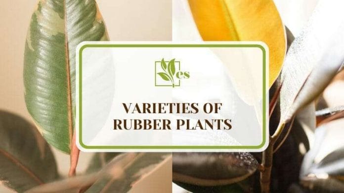 15 Varieties of Rubber Plants