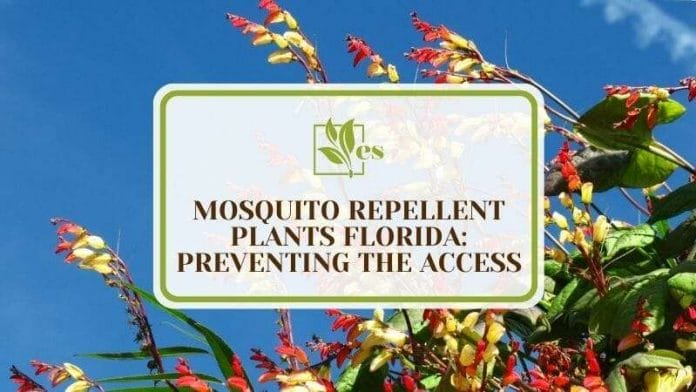 16 Mosquito Repellent Plants Florida Preventing The Access