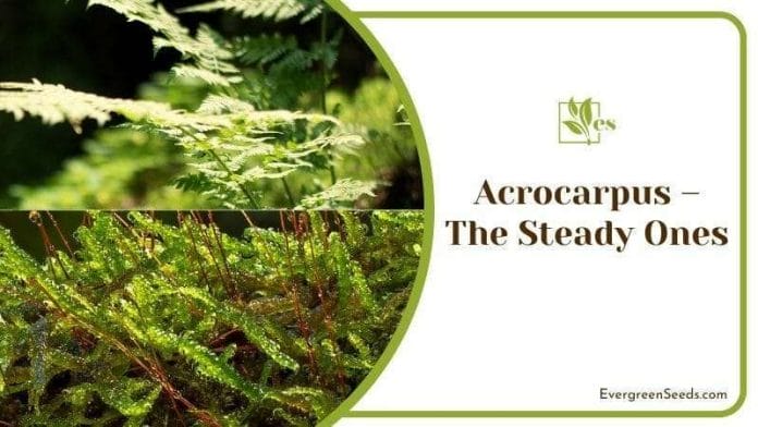 Acrocarpus – The Steady Ones