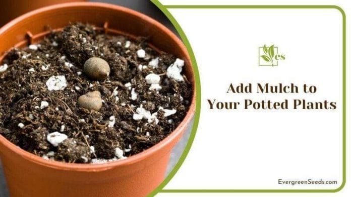 Add Mulch to Your Potted Plants